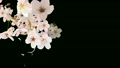 咲き乱れる桜_円_ 20697122
