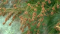 舞い散るスギ花粉 21334542