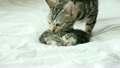 Cute American Shorthair cat with her kittens  21606968