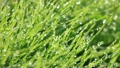 雨上がりの草むら 21702007