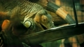 Pet Iguana Lizard Eating From Tray 21933807