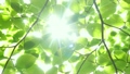 木漏れ日　新緑　風　太陽光線　逆光　フレア　クローズアップ　FIX 22354936