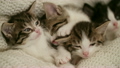 Kitten amongst it's siblings in a warm blanket 22394346
