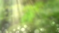 背景素材_森林 23350574