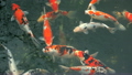 Koi Carp swimming in pond, Tokyo, Japan 24008142
