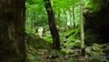 スライダー撮影　東京の大自然　奥多摩町　渓谷　岩　苔　登山道　植物　緑　森　フォーカス送り 24781718