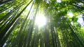 移動撮影　強烈な木漏れ日　竹林　緑　風　　太陽　太陽光線　フレア　ズームアウト 24781880