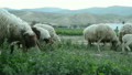 A Flock of Sheep Grazes on a Green Field 24869650