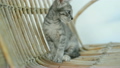 Cute Kitten Sitting on a Wooden Chair. 24869656