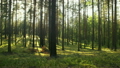 summer pine forest in sunny day dolly shot 25177531
