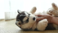 Asian woman playing with her siberian husky puppy 26260154