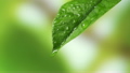 Leaf with drop of rain water with green background 26285188