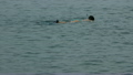 Swimming in sea 26296194