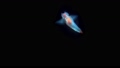 泳ぐクリオネ 27120086