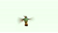Humming bird animations. alpha-chan is intergated 27597158