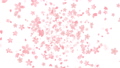 背景 桜 ループ 27680121