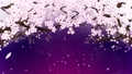 満開になる桜の花びら ループ 紫背景 28741506