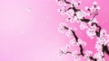 満開になる桜の花びら ループ ピンク背景 28741508