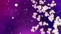 満開になる桜の花びら ループ 紫背景 28741510