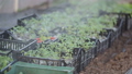 Watering of tomato plant seedlings in a greenhouse 28913089