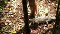 Asian water monitor lizard cruising forest 29335410