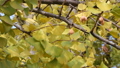 Autumn, leaves and fruit of the ginkgo tree 29860291