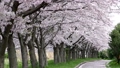 桜吹雪の並木道 29924460