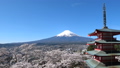 富士山 春満開の桜 浅間神社　快晴青空　空撮風撮影 30079959