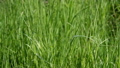 A field of grass with blowing wind  30757634