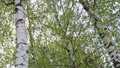 Beautiful birch trees in a summer forest  30757635