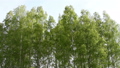 Birch trees swaying at the wind  30757637
