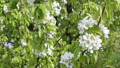 Blooming bird-cherry tree  30757638