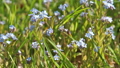 Wild forget -me-not twigs  30757643