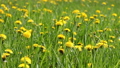 Yellow flower heads of sow-thistle on spring m 30757644