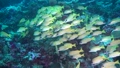 School of striped yellow fish on background clear 30905222