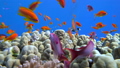 Colorful Fish on Vibrant Coral Reef, Red sea 33045194