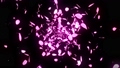 桜 花びら 舞う 満開 ループ 黒背景 35072096
