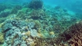 水下珊瑚礁 35713041