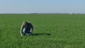 Farmer examining quality of wheat field  36017460