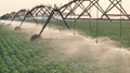 Soybean field with watering system 36068427