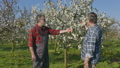 Agronomist and farmer in cherry orchard 36072684