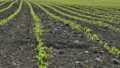 Rows of young corn plant in field 36100464