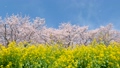 風景　桜 37167215