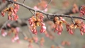 桜のつぼみ　早春の風景 37314172