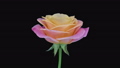 Time-lapse of dying Miss Piggy rose 1b2 37362631