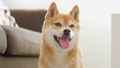 くつろぐ柴犬 37700974
