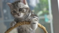 Slow motion of funny tabby Scottish fold kittens 39238991