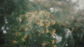 スギの花　花粉散布 39475533