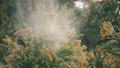 スギの花　花粉散布 39475536