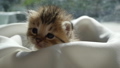 Cute kitten sitting on white fabric  42382730
